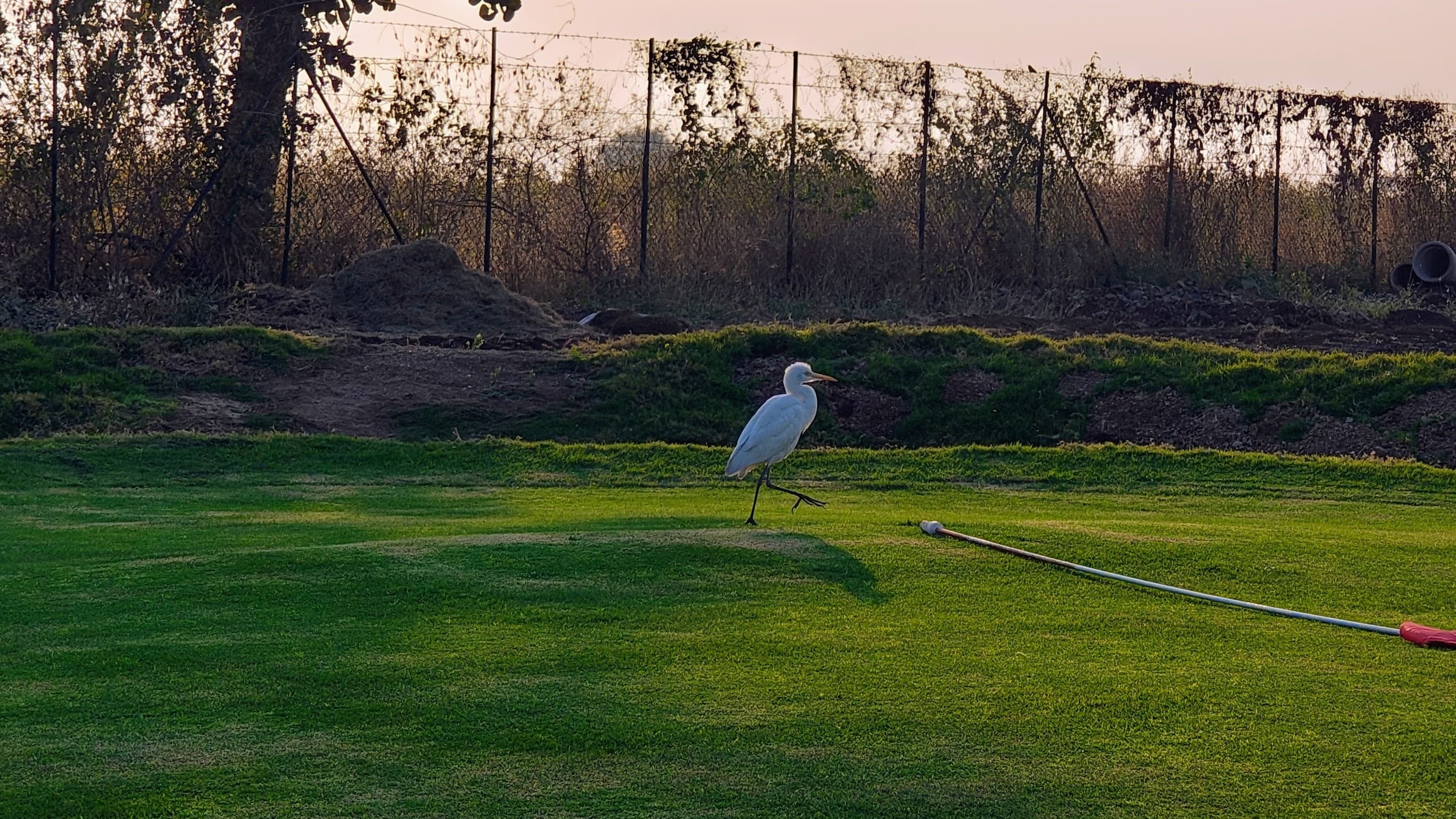 A white egret bird on a green lawn