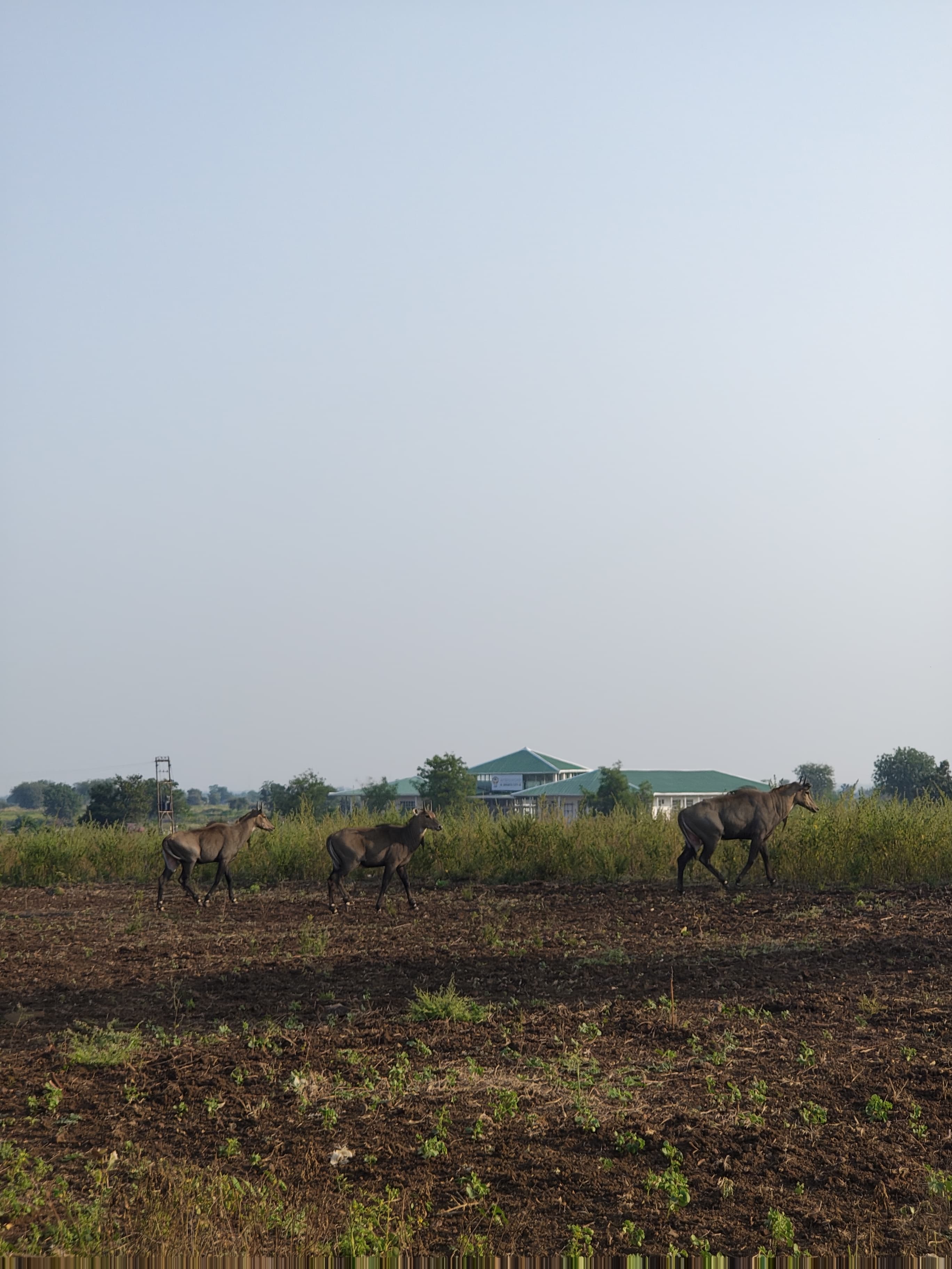 A wide shot of fauna in a field with buildings in the background